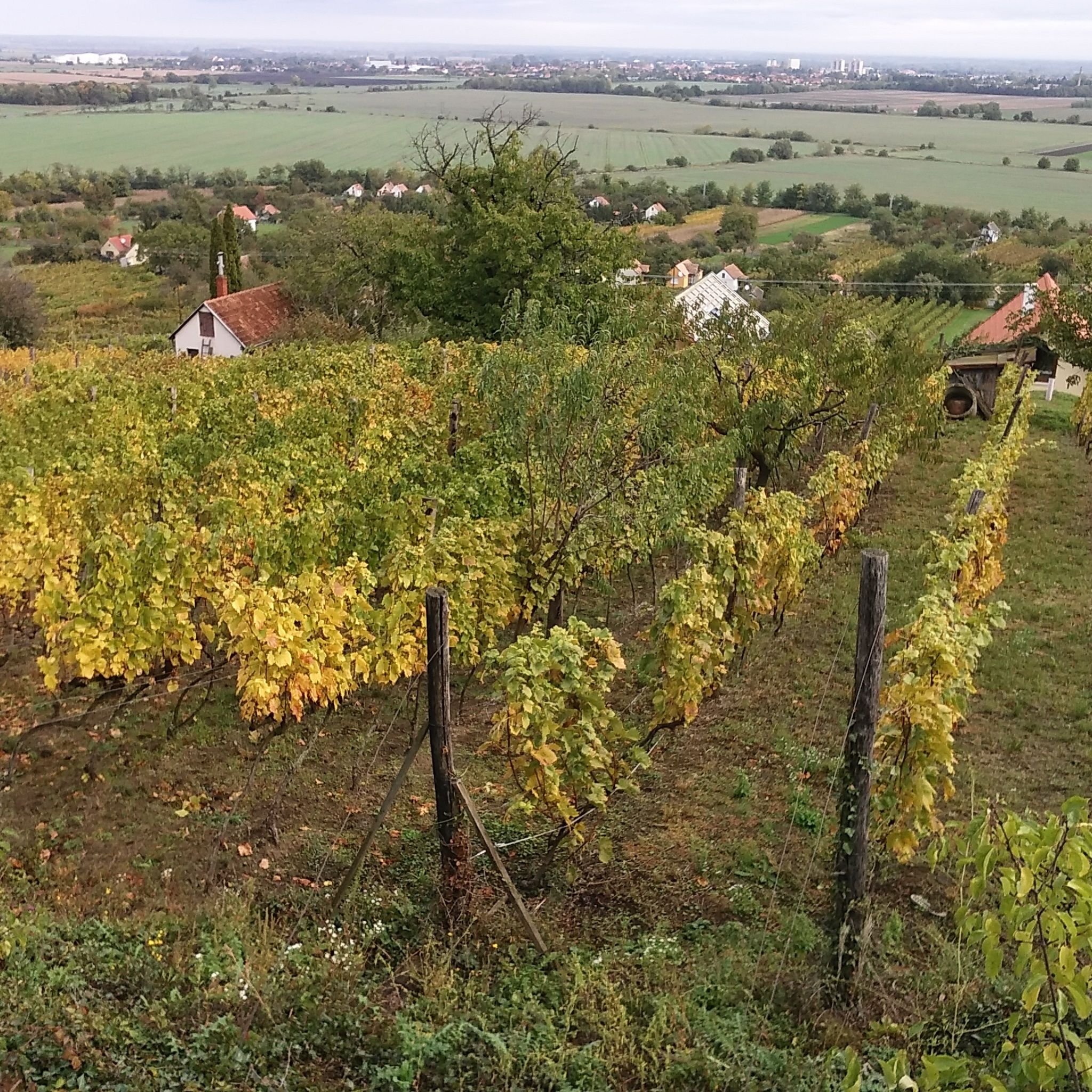 Vulkán Wine Resort Moscato Vendégház – Celldömölk fotó 9