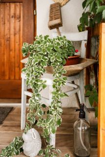 Menta Apartman15
