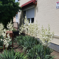 Sárga Muskátli Apartman