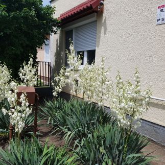 Sárga Muskátli Apartman