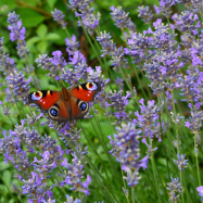 Rózsa Apartman Szilvásvárad