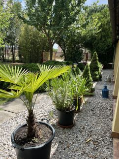 Aranyhal Vendégház40