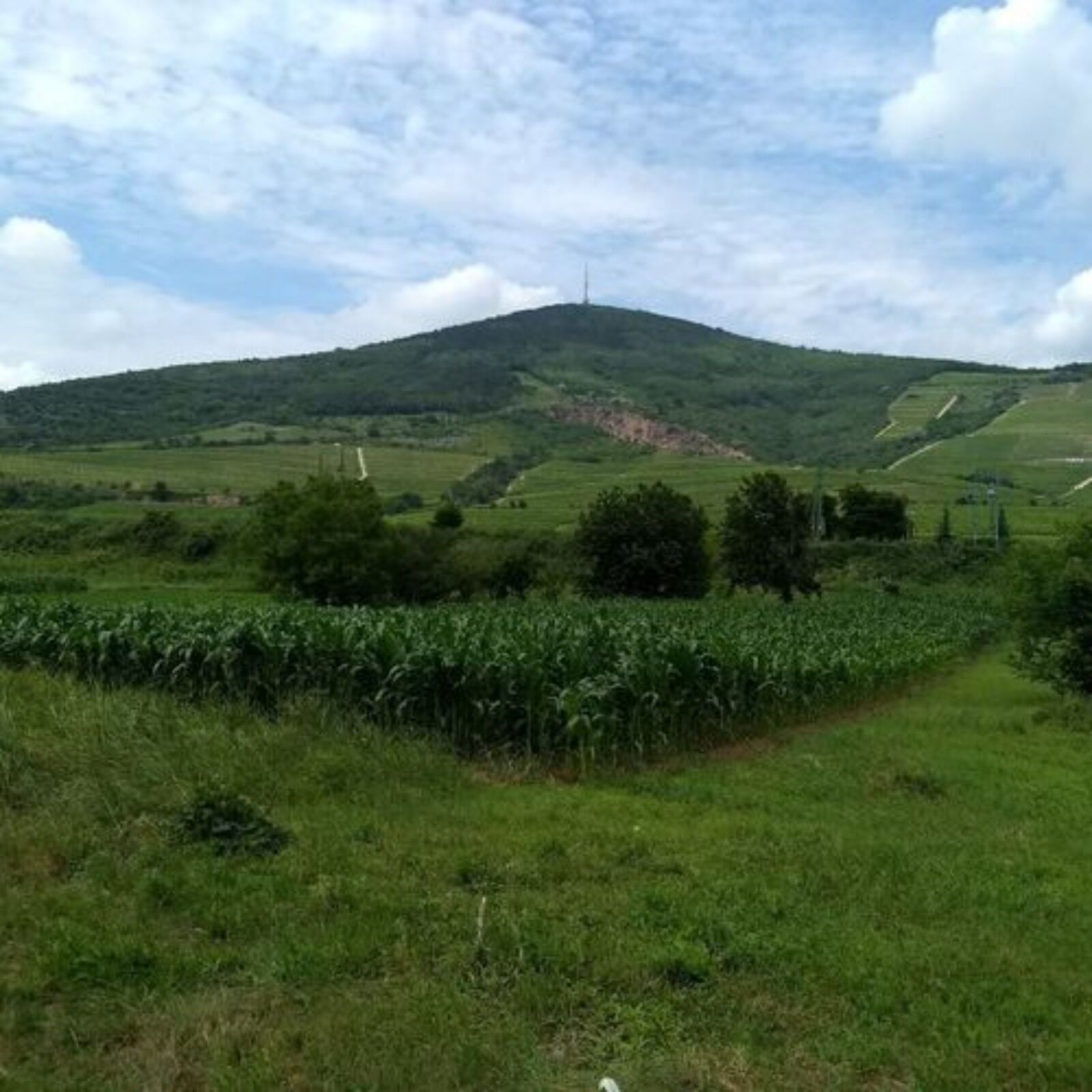 Hercz Vendégház – Tokaj fotó 16