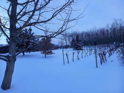 Tulipán Vendégház183