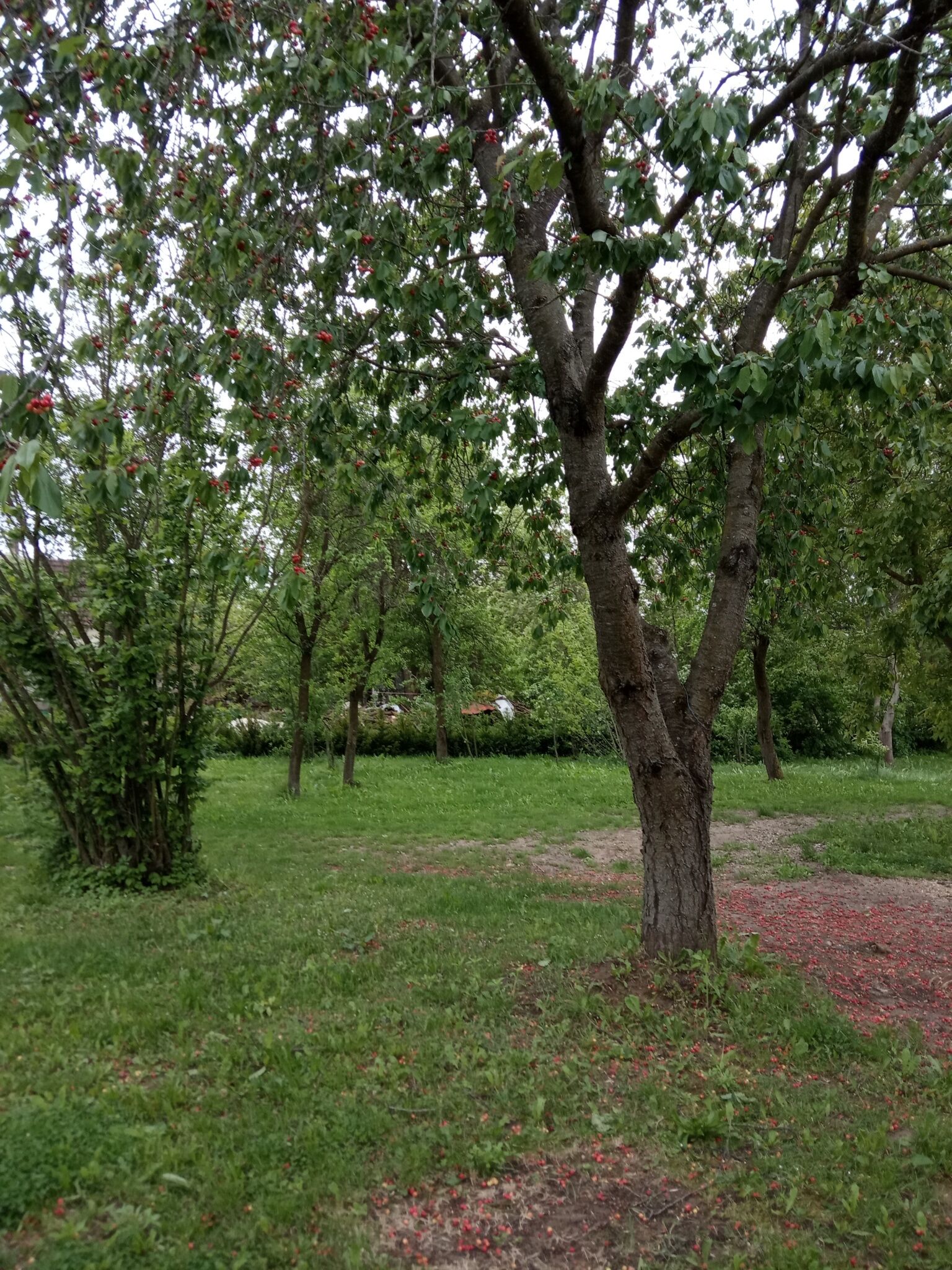 Klára Apartman – Szentkozmadombja fotó 2