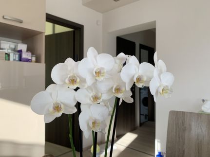 Orchidea Apartmanház2