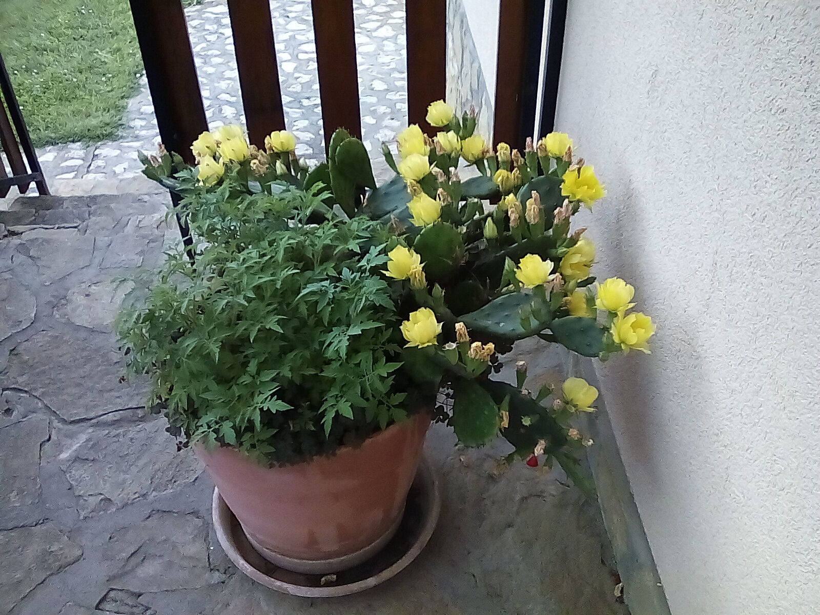 Tamás Apartman – Gyenesdiás fotó 10