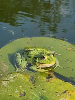 Tündérrózsa Udvarház13