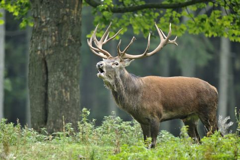 Somhegyi Öreg Hársfák Major20