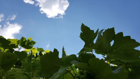 Ebner Pince Panzió15