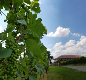 Ebner Pince Panzió16