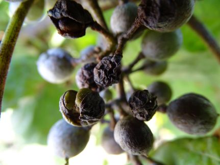 Ebner Pince Panzió17