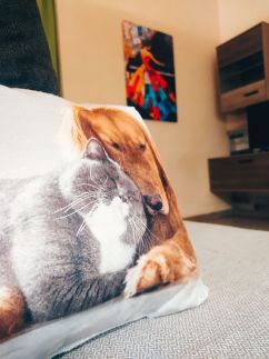 Sante Apartman – Sárvár fotó 10