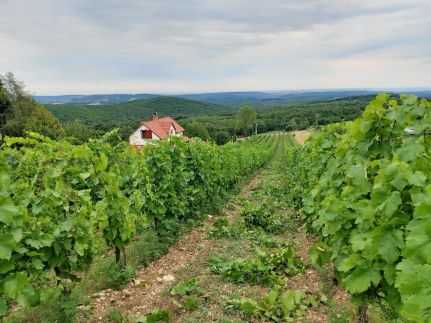 Szőlőcskei Vendégház és Pihenő22