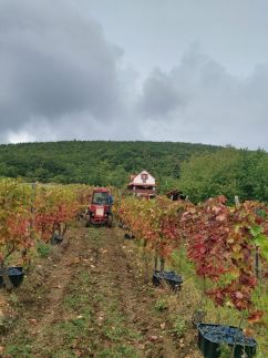 Szőlőcskei Vendégház és Pihenő24