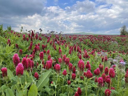 Vörösbegy Vendégház66