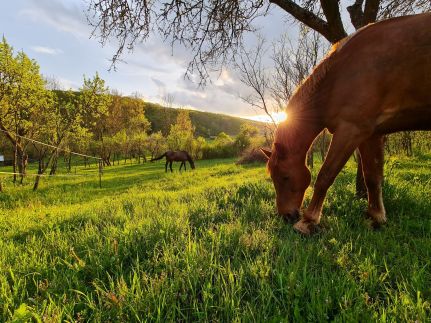 Kakasvári Vendégház26
