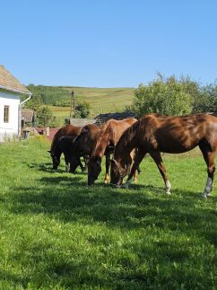 Kakasvári Vendégház64