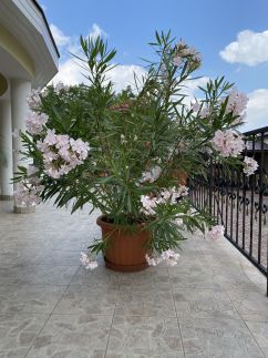 Veronika Villa Apartman2