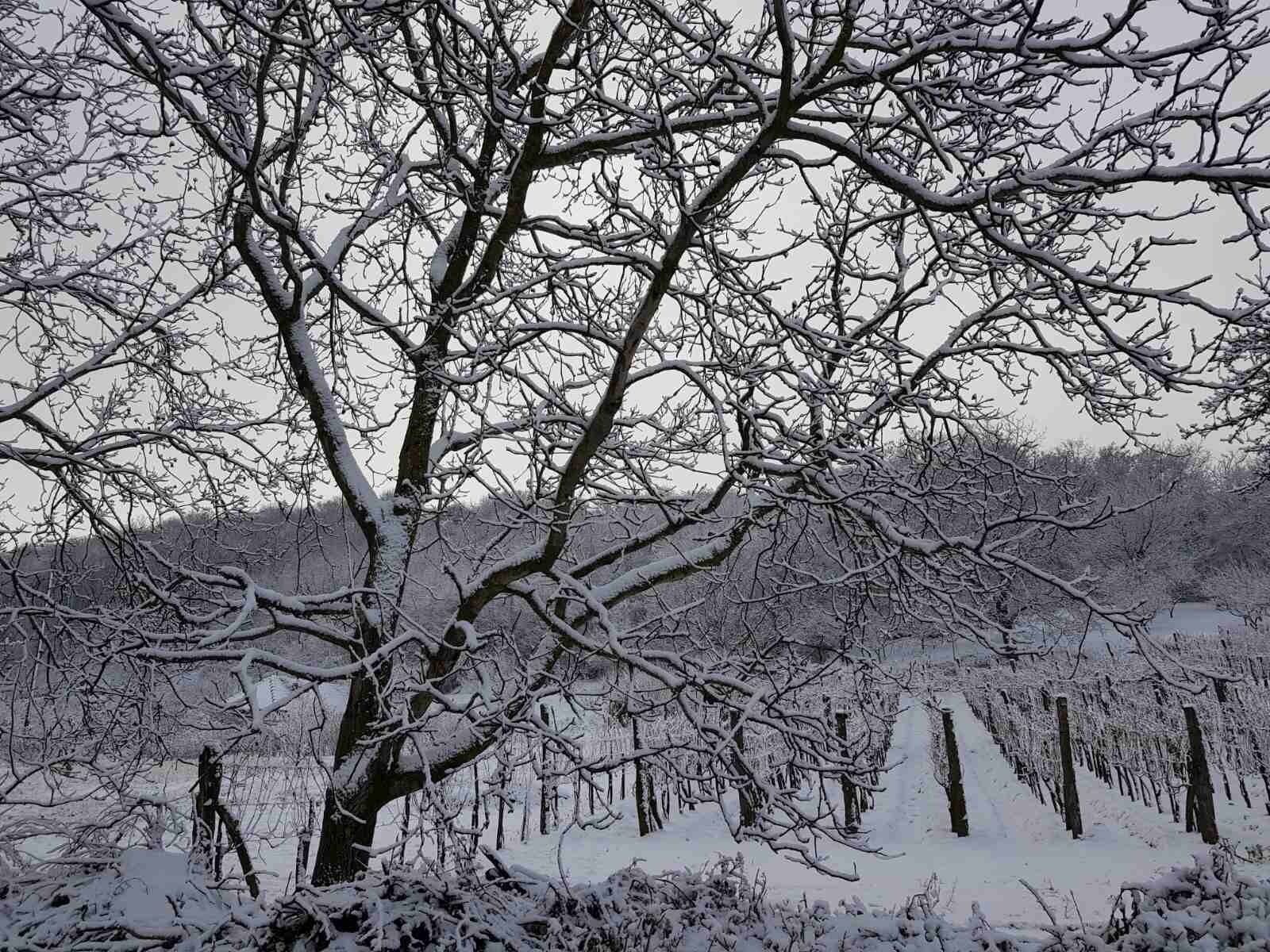 Sol Aquilonis Vendégház – Zalahaláp fotó 39