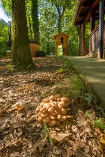 Vörösbegy Vendégház47