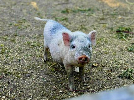 Csipke Porta Vendégház65