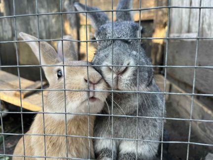 Csipke Porta Vendégház66