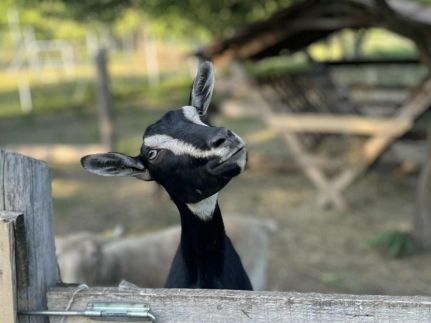 Csipke Porta Vendégház74