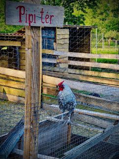 Csipke Porta Vendégház77