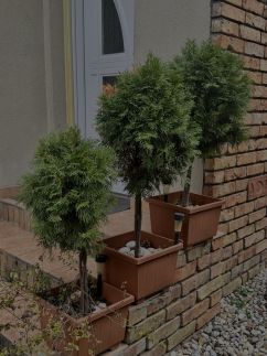 Borókahaus Apartman25