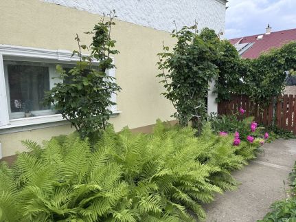 Zsejka Apartman68