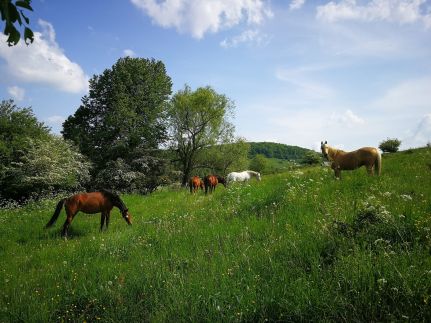 Szentkereszty Vendégház106