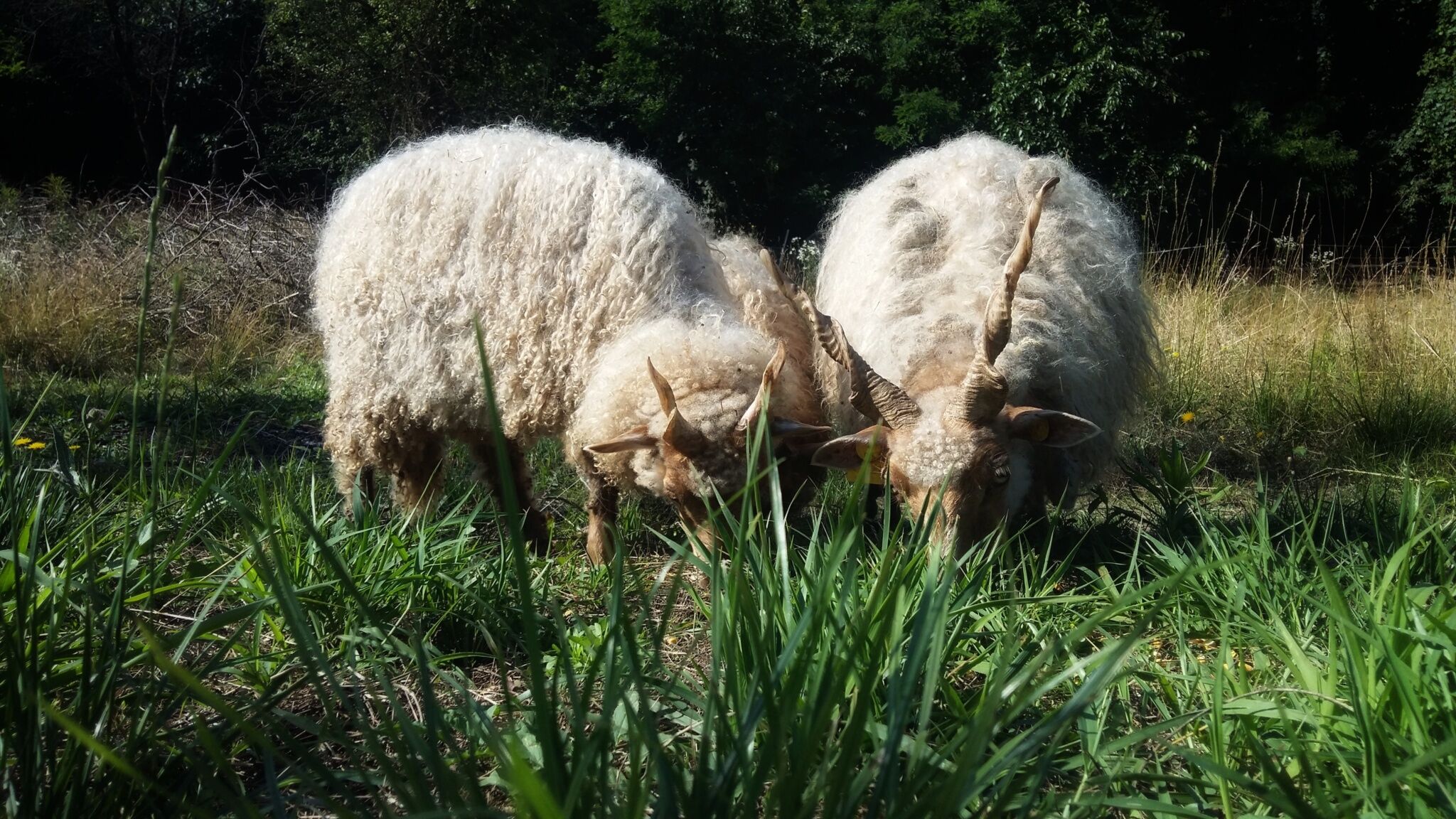 Hajagos Udvarház – Tapolca fotó 5