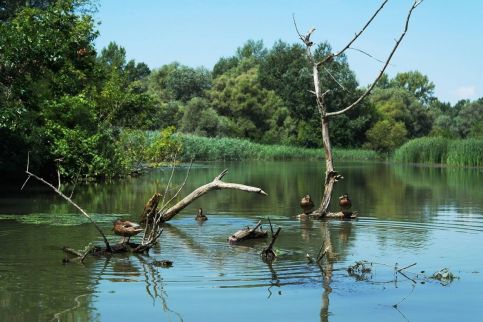 Tisza-Tavirózsa Apartman1