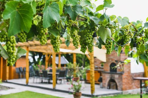 Sipos Borház & Vendégház