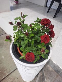 Sarkcsillag Vendégház14