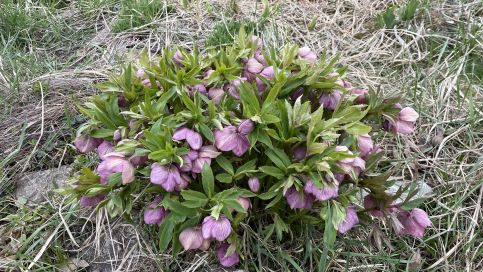 Tölgyfa Vendégház22