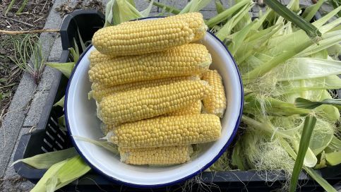 Tölgyfa Vendégház36