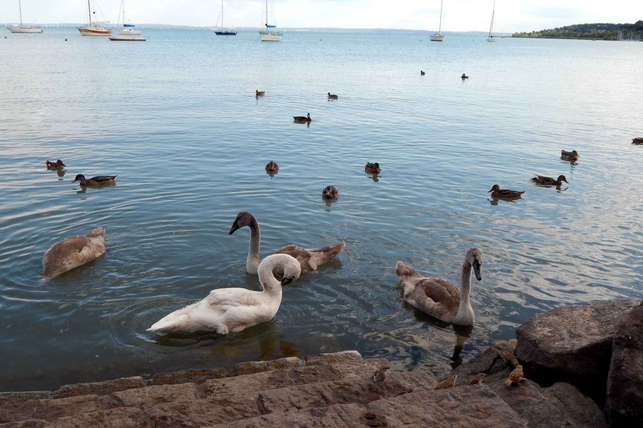 Lotus Apartman – Balatonalmádi fotó 8