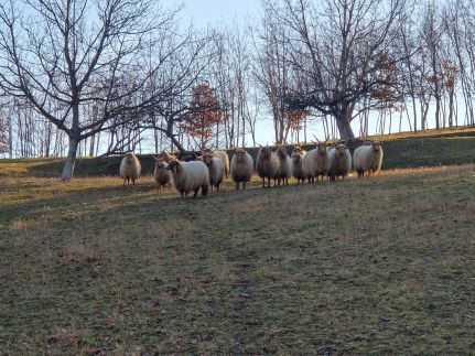 Kemencésház – Noszvaj fotó 16