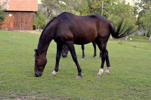 Őrálló Szer Kemping25