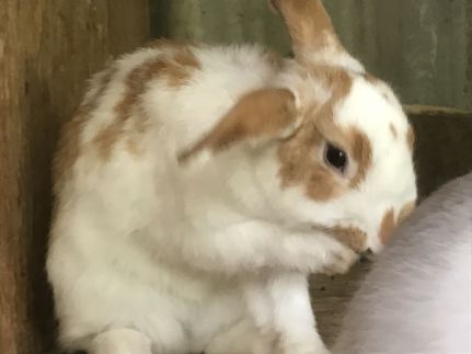 Korkóstoló Vendégházak109