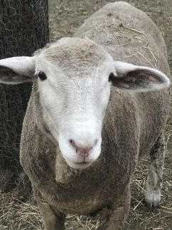 Korkóstoló Vendégházak110