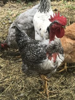 Korkóstoló Vendégházak111