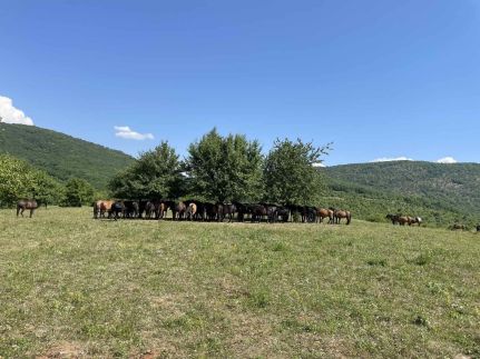 Korkóstoló Vendégházak85