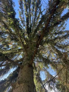 Maja Erdei Pihenőház34