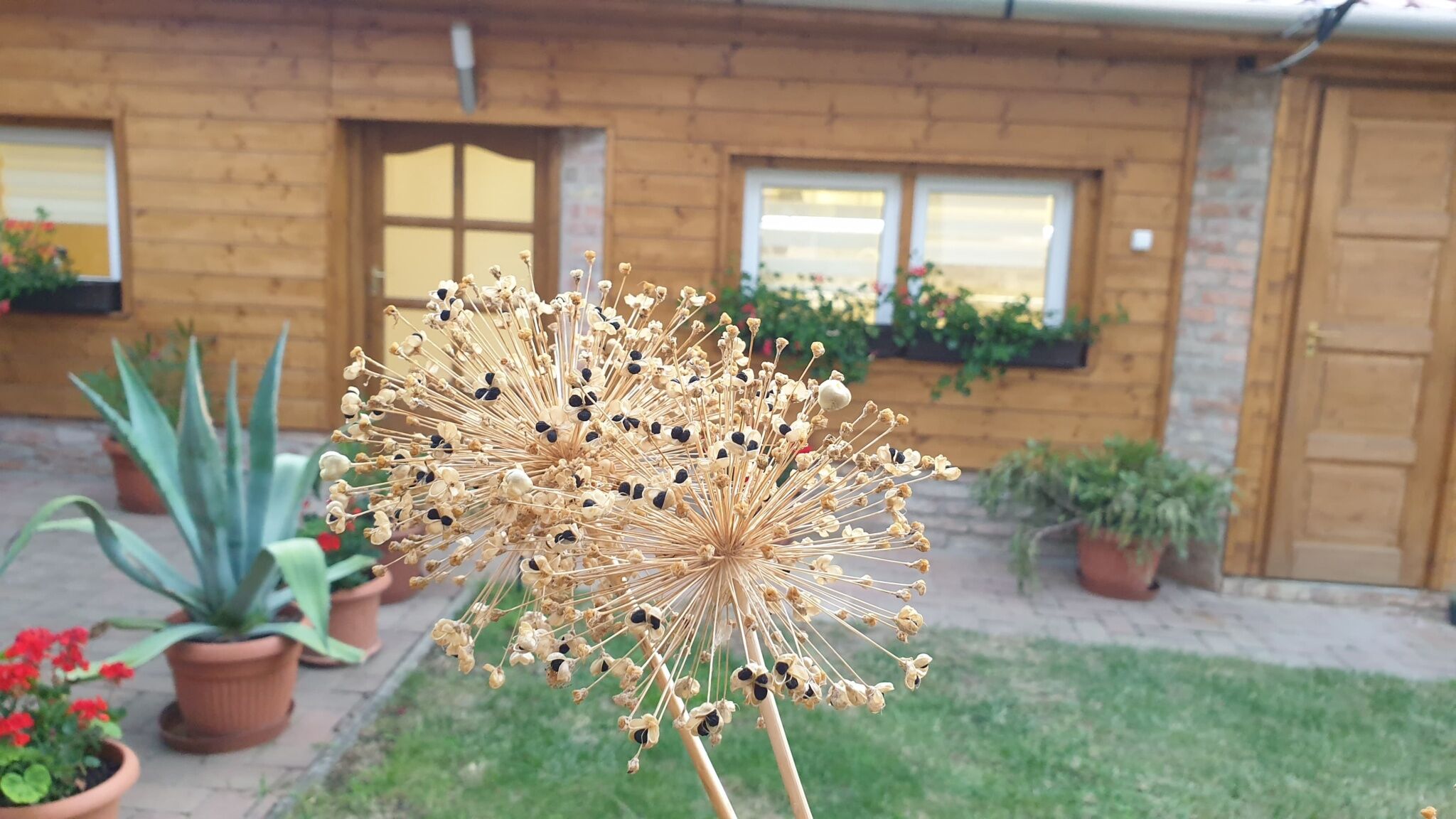 MohApartman – Gyöngyössolymos fotó 3