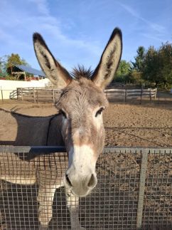 Family Farm Vendégház26