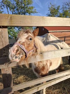 Family Farm Vendégház27