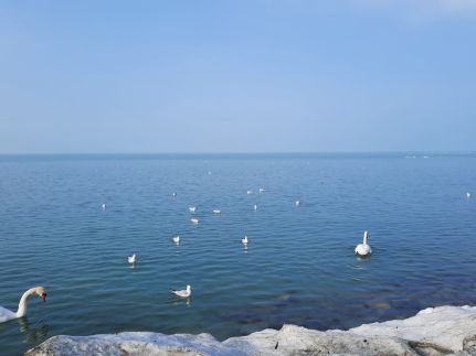 Aranykuckó Apartman11